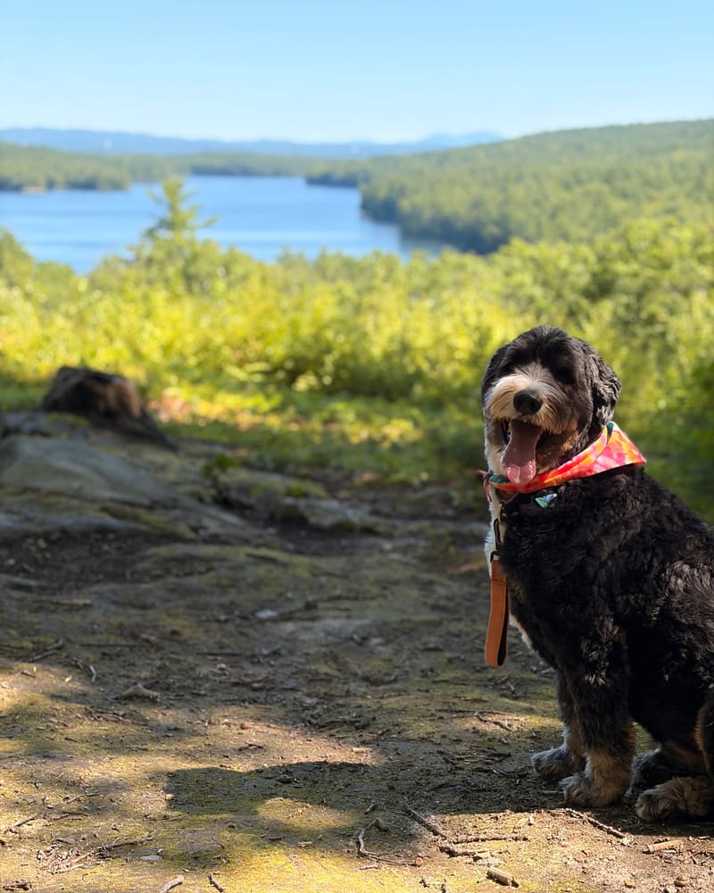 Sam's dog on a hike, a lake and hills behind